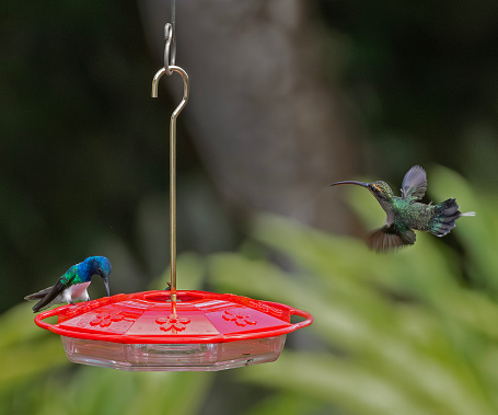A male Green Hermit, Phaethornis guy, of the subspecies guy, flying towards a hummingbird feeder filled with a sugar-water nectar, where a male White-necked Jacobin, Florisuga mellivora (ssp mellivoa) is already perched and drinking.
