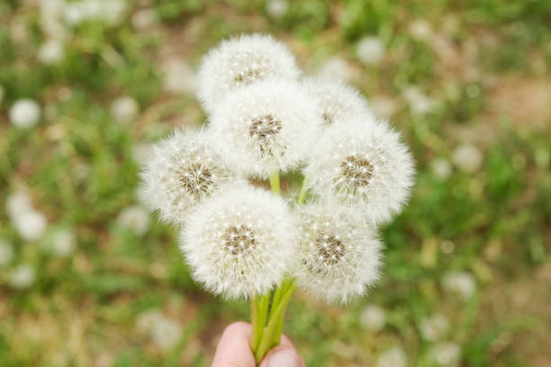A stunning bunch of fluffy white dandelions isolated on a clean white background, perfect for a variety of creative projects that celebrate the beauty of spring and summer seasons.