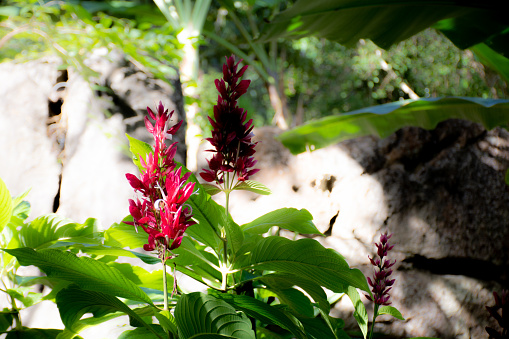 A cluster of red flowers with green leaves. The flowers are in a garden with a rock wall in the background