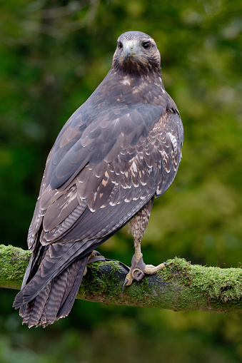 A grey buzzard eagle bird of prey.
