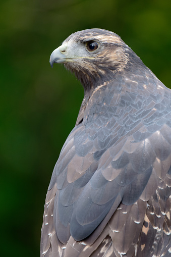 A grey buzzard eagle bird of prey.