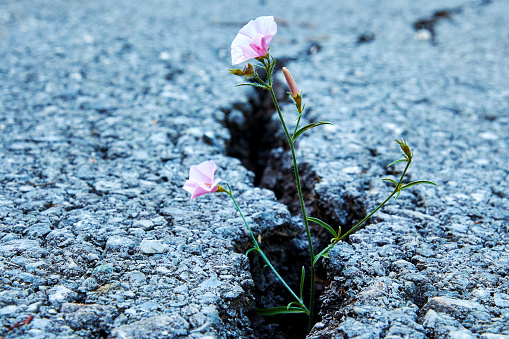 Small tiny pink flower growth through the asphalt crack. Nature power concept