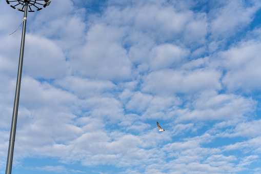 A bird flies through a cloudy blue sky