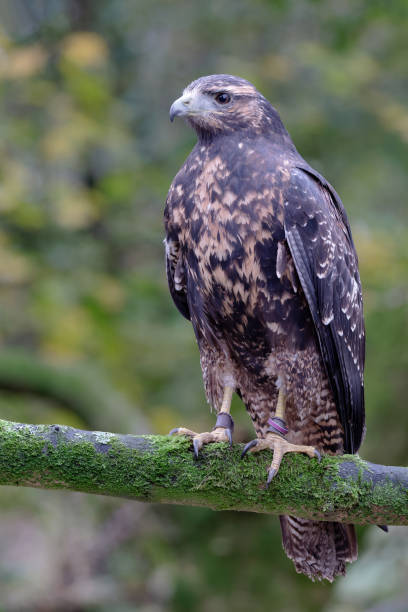 istock Grey Buzzard Eagle Bird Of Prey 2148518015