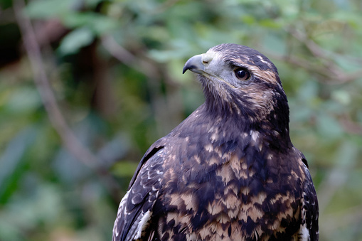 Long-legged buzzard