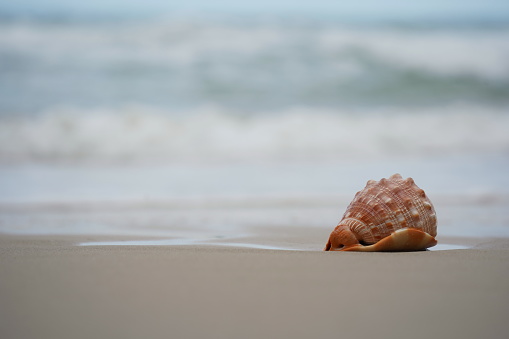 Close up of a Cowrie seashell (or Cowry shell) laying in the sand of a beach