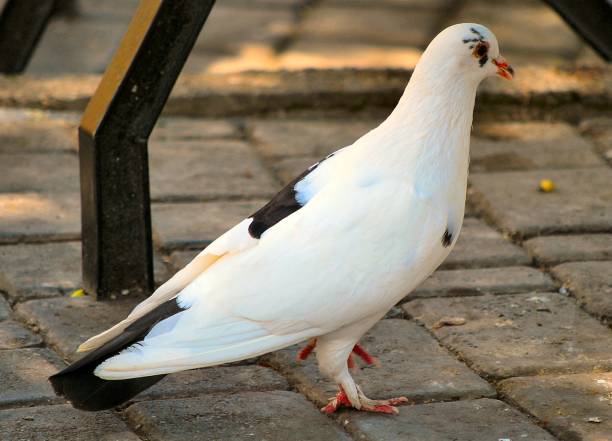istock The pigeons in the squares, a mandatory presence. 2148519306