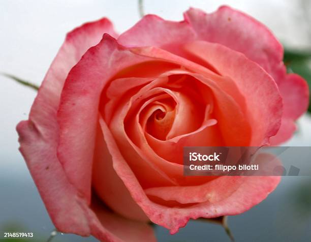 Wild Flowers Of The Forest In The State Of Lara Stock Photo - Download(04)