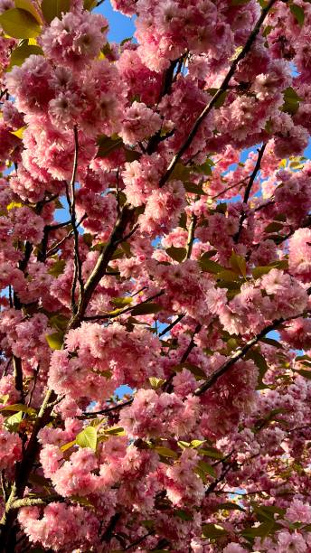 istock Cherry blossom background. Blooming cherry variety Rosea Plena 2148519532