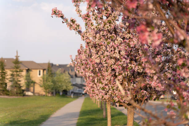 tree flowers in bloom on a city road