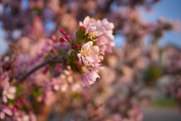 tree flowers in bloom on a city road