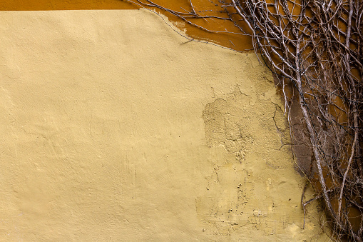 Bare ivy plant spreading on yellow stucco wall. A dry plant is winding against the background of the old wall.