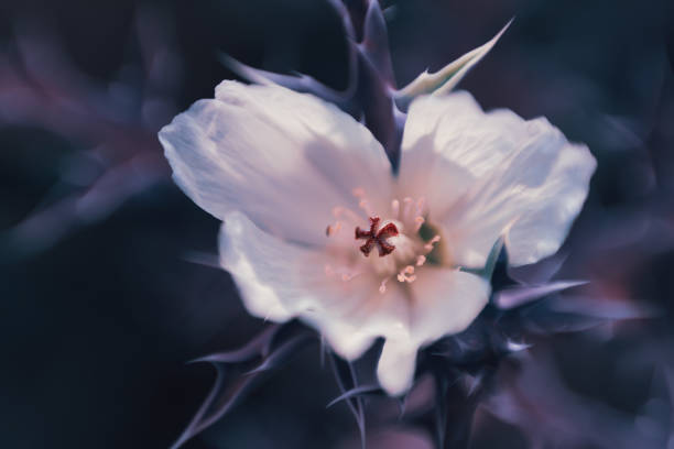 istock A white Mexican Poppy, Argemone Ochroleuca 2148521054