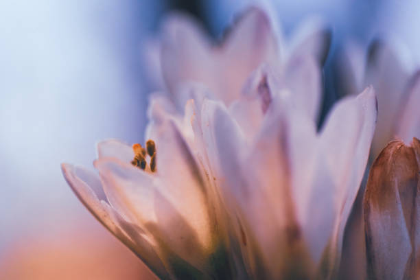A closeup of the white flowers of Nothoscordum gracile, or false onion weed native to South America. Photographed in South Africa