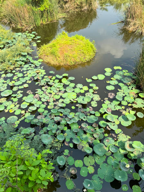 image of wildlife pond and wetlands viewed from benjakitti park skywalk, khlong toei district, bangkok, thailand, rushes, water lily pads, elevated view, focus on foreground - khlong toei stock-fotos und bilder