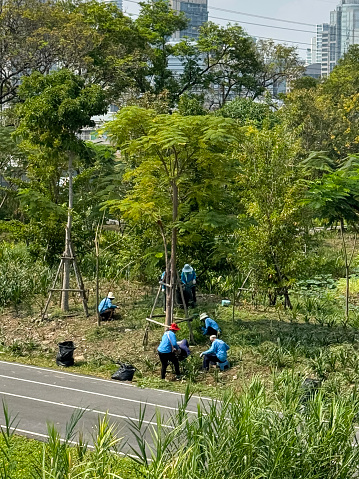 Lumpini Park, Bangkok, Thailand - February, 17 2024: Stock photo showing a group of unrecognisable gardeners working in public park. Manual labourers were a uniform of light blue tops and dark trousers.