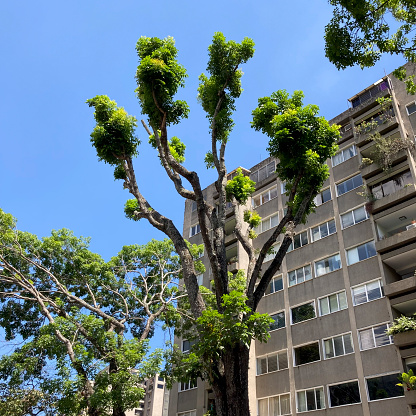 View of pruned tree greening again in a suburb of Caracas city. A residential building of apartments behind the tree