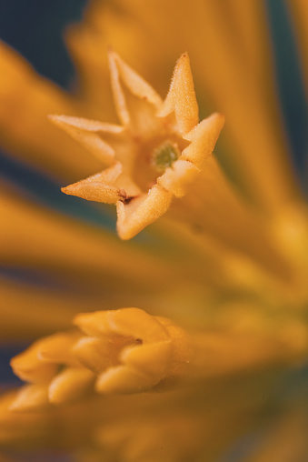 A closeup of the narrow yellow flowers of Cestrum Parqui, commonly known as Willow Leaved Jessamine , native to Chile