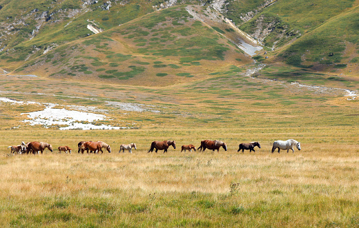 Nature view of horses happily eating grass in valleys, Dolomites, Italy