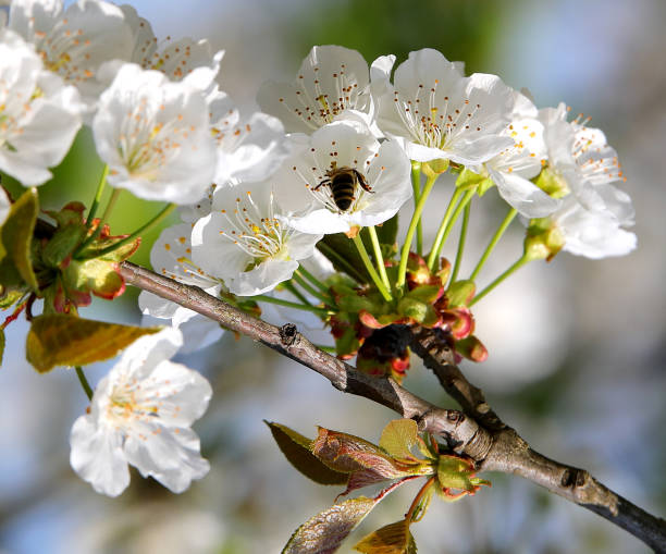 istock Cherry blossom branch with many beautiful white blossoms 2148522340