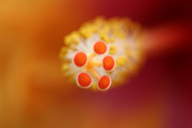 Background. A flower on the background. Centre. Hibiscus. Macrophotography of a flower