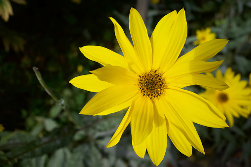 a  canola flower close up
