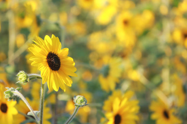 Blooming Yellow Sunflower Field