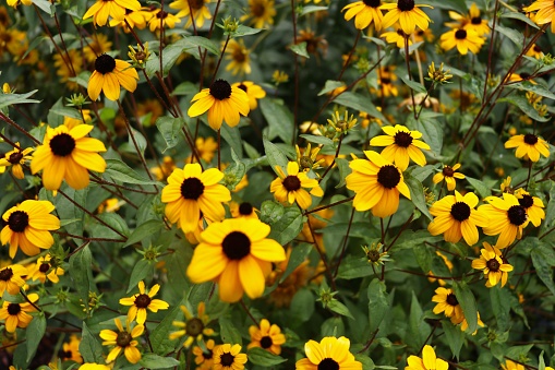 Yellow flowers. Black eyed susan. Nature. Closeup.