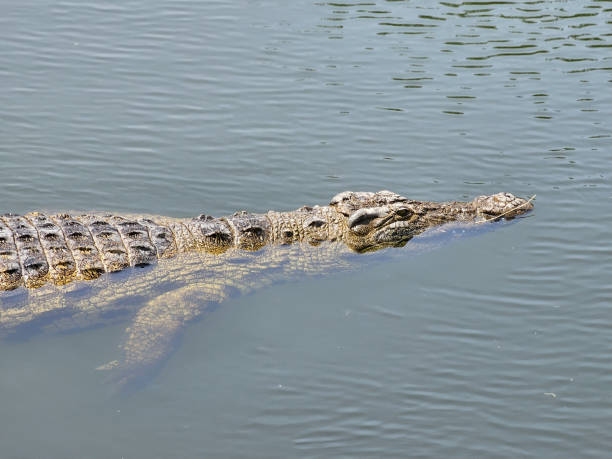 istock View of Nile crocodile in the water. 2148523829