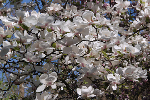 Blooming branches of white-pink magnolia densely covered with large flowers