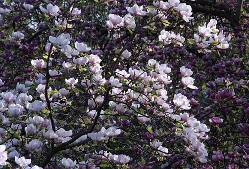 Flowering white-pink magnolia tree, densely covered with flowers