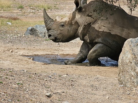 A rhinoceros, commonly abbreviated to rhino, is a member of any of the five extant species of odd-toed ungulates in the family Rhinocerotidae; it can also refer to a member of any of the extinct species of the superfamily Rhinocerotoidea.