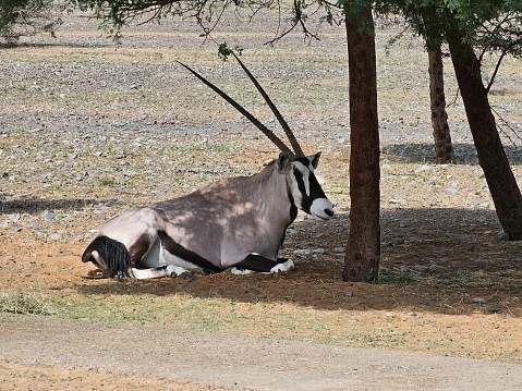 The gemsbok is the largest and best known of the four species of oryx, or straight-horned antelope. Although they are sometimes referred to simply as the African Oryx, Gemsbok are not the only oryx in Africa. Gemsbok are known for their muscular bodies and long, horse-like tail.