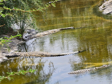 The Nile crocodile (Crocodylus niloticus) is a large crocodilian native to freshwater habitats in Africa, where it is present in 26 countries. It is widely distributed in sub-Saharan Africa, occurring mostly in the eastern, southern, and central regions of the continent, and lives in different types of aquatic environments such as lakes, rivers, swamps, and marshlands.