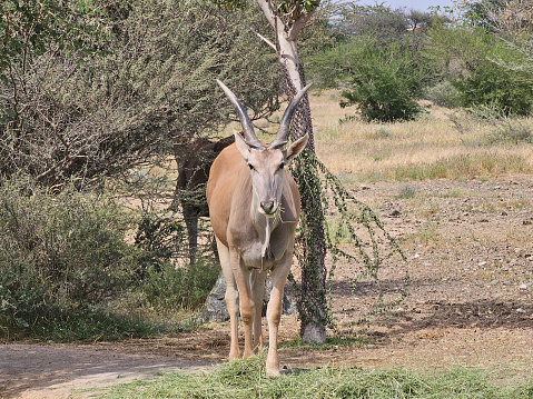 View of Eland, biggest antelope in the world, Safari Park, Sharjah, UAE.
