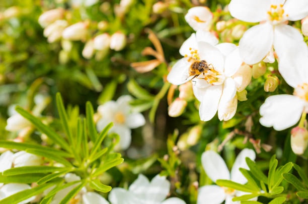 Mature honey bee seen gathering late spring nectar from a Mexican orange plant. Seen in a European garden.