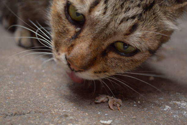 istock homeless city cat 2148524673