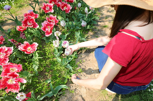 Young girl in blue jeans and wide straw hat picking blooming tulips