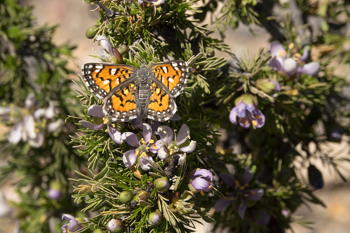 Mexican metalmark butterfly enjoys the nectar of a blooming Guayacan or soapbush shrub in Big Bend Ranch State Park in west Texas.
