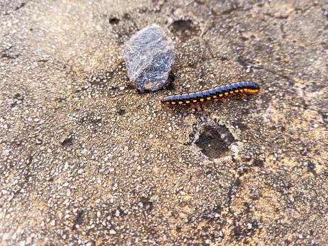 millipede or called keluwing (kaki seribu) in Indonesian, abstract background