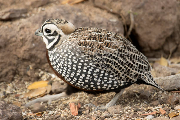 A Montezuma quail searches for food in the Chihuahua Desert, part of the Davis Mountains State Park in West Texas.