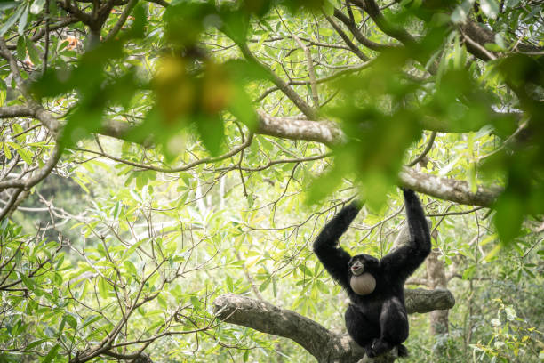 czarna małpa gibon siamang krzycząca w dżungli wśród liści , tajpej, tajwan - gibbon rainforest animal ape zdjęcia i obrazy z banku zdjęć