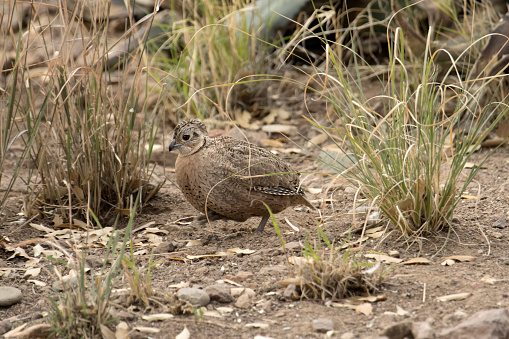 A female Montezuma quail searches for food in the Chihuahua Desert, part of the Davis Mountains State Park in West Texas.