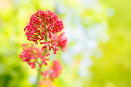 Healthy Red Valerian herb seen growing in a late spring European garden. The shallow focus shows the delicate red herb.