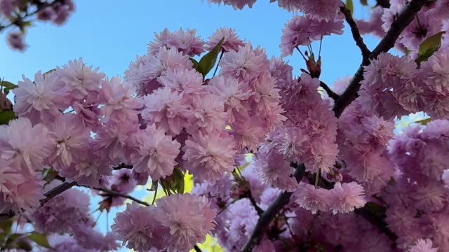 Branches of bright pink cherry tree (sakura) in full bloom