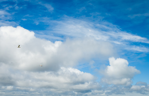 Two seagulls fly over the Cape Cod Canal on an early April afternoon in front of bright,  fluffy, cumulus clouds.