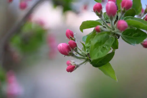 Apple blossoms about to bloom. Fruit tree in springtime. Apple flowers on a single branch.