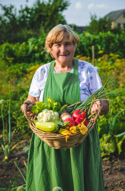 istock An old woman harvests vegetables in the garden. Selective focus. 2148529407