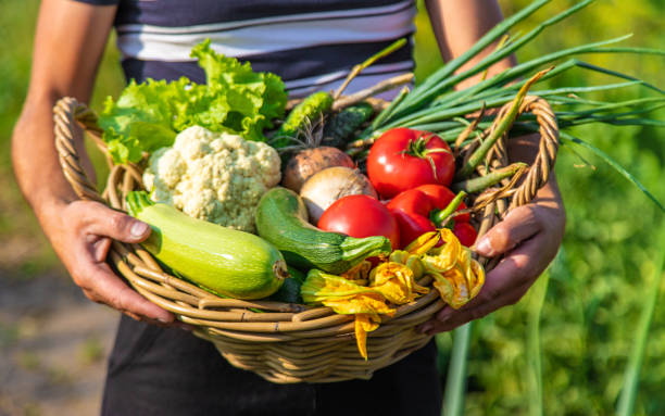 istock A man farmer harvests vegetables in the garden. Selective focus. 2148529408