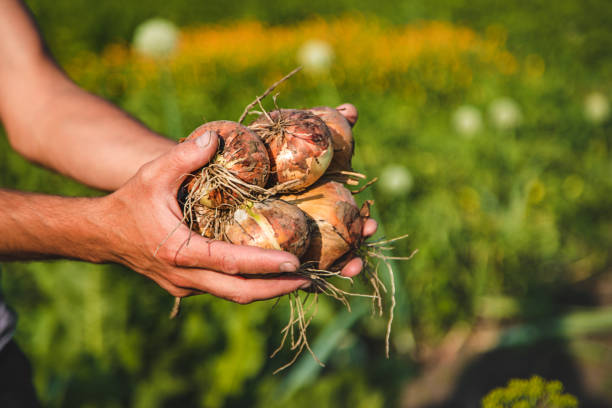 istock A man farmer harvests onions in his garden. Selective focus. 2148529412